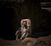 Tierpark Hagenbeck-5.jpg