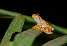 Frosch-auf-Blatt-CR-0269.jpg