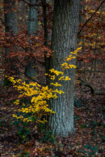 191119_014_LietzengrabenNiederung-Herbst_forum.jpg