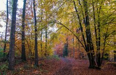 Herbst-Weg.jpg