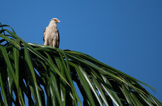 Seeadler-CR-3040.jpg