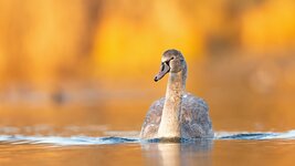 comp_DSC_7924_Höckerschwan.jpg