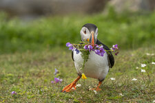 Puffins _19_1746-klein.jpg