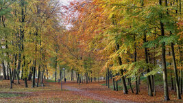 Herbstwald-11.jpg