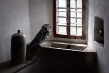 owl_window.jpg