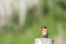 Braunkehlchen, male.jpg