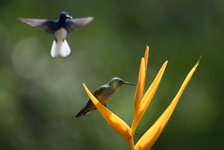 Kolibri-CR-2115.jpg