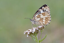 Schachbrettfalter_2019-07-02- DSLR.jpg