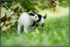 IMG_0433_1.jpg