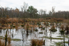 Moorwasser.jpg