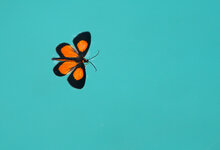 Schmetterling-im-Wasser-CR-2483.jpg
