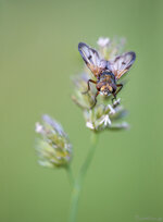 Goldschildfliege_2019-06-13- DSLR.jpg