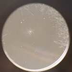 Fungus Lensus.jpg