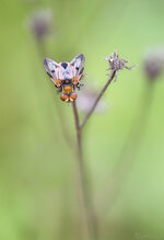 Goldschildfliege_2019-08-06- DSLR.jpg