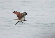 Seeadler-mit-Fisch-CR-2823.jpg