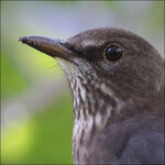 R-Amsel-0118 bei ISO 6400.jpg