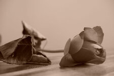 DSCF0126.jpgsepia.jpg