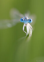 Libelle_2019-08-27- DSLR.jpg