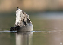 dslrSP27.1.20Ralle-1WZ.jpg