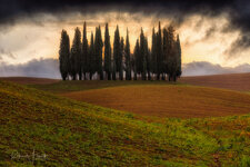 Cipressi di San Quirico d'Orica.jpg