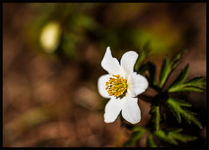 N85_3439f.png