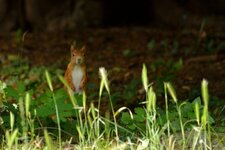 comp_DSC_8600.jpg