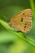 comp_DSC_1975-FalterPS.jpg