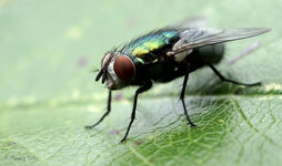 Fliege dslr-forum.JPG