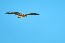 DSC03973_c1.jpg