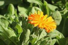 calendula.jpg