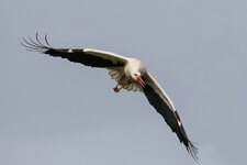 Storch 29.2.2020-1.jpg