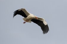 Storch 29.2.2020-2.jpg