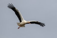 Storch 29.2.2020-3.jpg