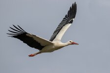 Storch 29.2.2020-4.jpg