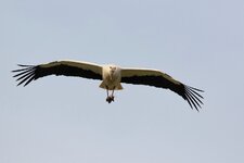 Storch 29.2.2020-6.jpg