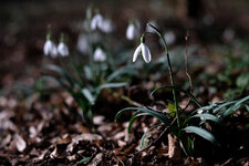 Vorfrühling2.jpg