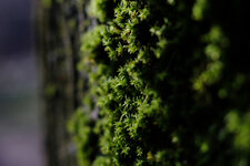 Baum-Moos.jpg