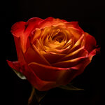 Rose_DSLR-2.jpg