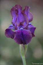 Iris_1310_1100_sRGB.jpg