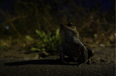 DSC01383 Froggy Kröte Wanderung Frühling 2020 Originalhelligkeit.jpg