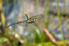 DSC_1065.jpg