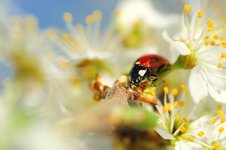 Marienkäfer zwischen Kirschblüten.jpg