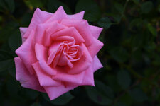 Rose (6 von 16)-2.jpg