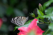 Schmetterling-9084.jpg