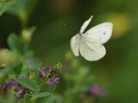 DSC_5274.JPG