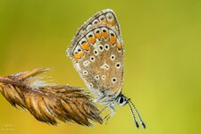 comp_DSC_2274-BläulingPS.jpg