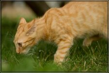 IMG_0476_1.jpg