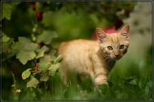 IMG_0501_1.jpg