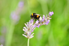 DSC_0111a.jpg