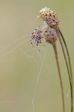 comp_IMGP8690b.jpg comp_IMGP8690b.jpg